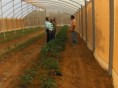 /album/fotogaleria/red-agri-pepe04-jpg/
